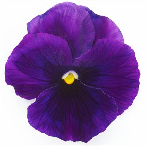 photo of flower to be used as: Pot and bedding Viola wittrockiana Inspire® F1 PLUS Violet
