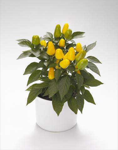 photo of flower to be used as: Basket / Pot Capsicum annuum Karneval Yellow