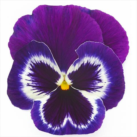 photo of flower to be used as: Pot and bedding Viola wittrockiana Inspire® F1 PLUS Violet Face