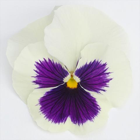 photo of flower to be used as: Pot and bedding Viola wittrockiana  F1 Inspire® Serie PLUS White Blotch