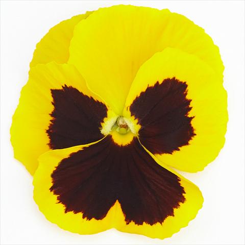 photo of flower to be used as: Pot and bedding Viola wittrockiana Inspire® F1 PLUS Yellow Blotch