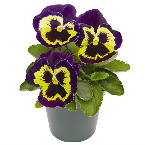 photo of flower to be used as: Pot and bedding Viola wittrockiana Inspire® F1 PLUS Yellow Purple Face
