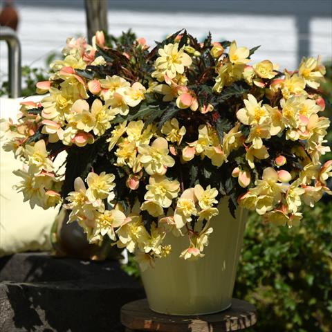photo of flower to be used as: Pot Begonia boliviensis Unbelievable Tweetie Pie