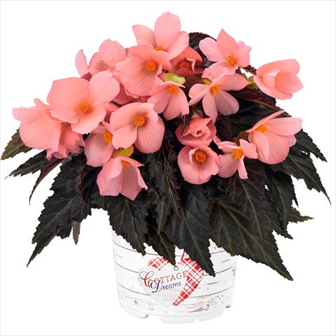 photo of flower to be used as: Pot Begonia boliviensis Unstoppable Upright Salmon