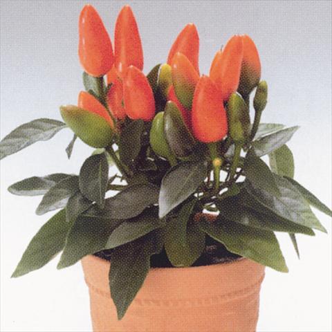 photo of flower to be used as: Basket / Pot Capsicum annuum Salsa Dark Orange