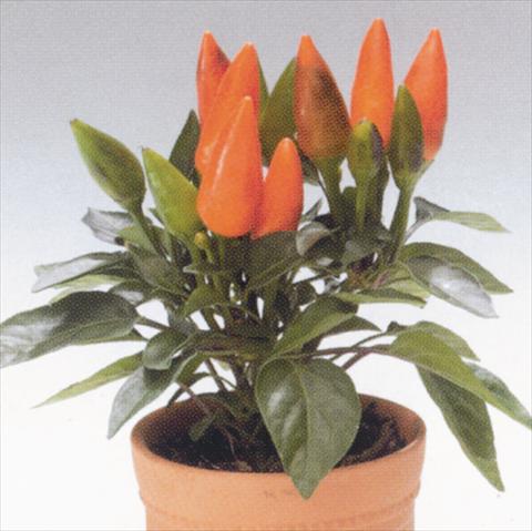 photo of flower to be used as: Basket / Pot Capsicum annuum Salsa Orange