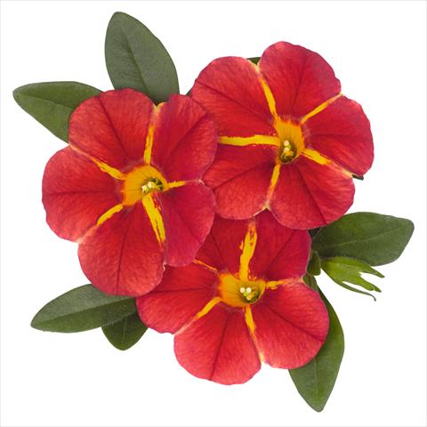 photo of flower to be used as: Pot and bedding Calibrachoa hybrida Aloha Classic Aloha Red Cart Wheel