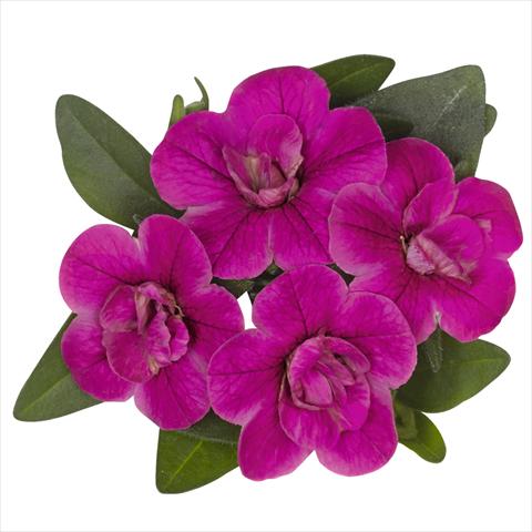 photo of flower to be used as: Bedding pot or basket Calibrachoa hybrida Aloha Double Purple