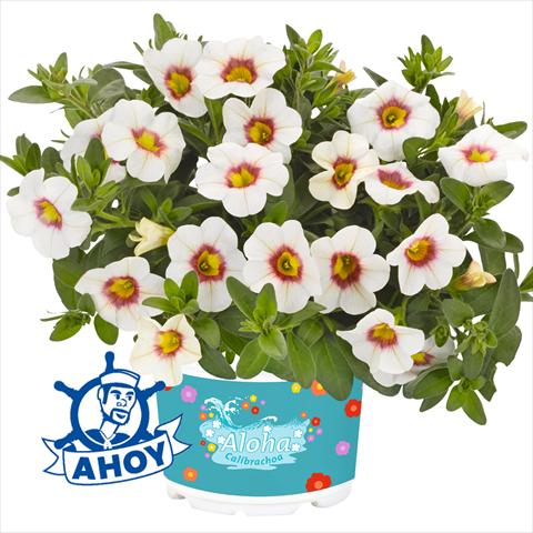 photo of flower to be used as: Bedding pot or basket Calibrachoa hybrida Aloha Kona Tiky White