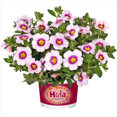 photo of flower to be used as: Bedding pot or basket Calibrachoa hybrida Hula Appleblossom