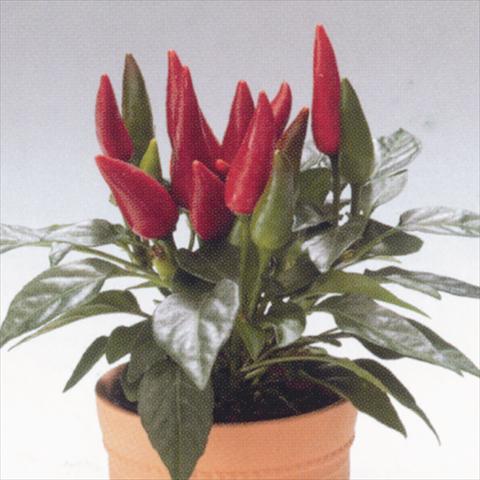 photo of flower to be used as: Basket / Pot Capsicum annuum Salsa Red