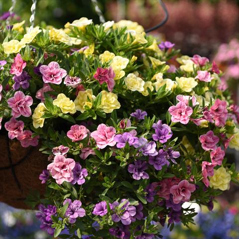 photo of flower to be used as: Basket / Pot 3 Combo Confetti Garden Aloha Double MyBonnie