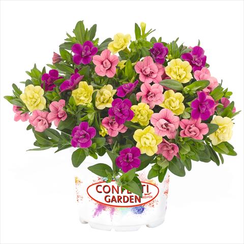 photo of flower to be used as: Basket / Pot 3 Combo Confetti Garden Aloha Double MySweetheart