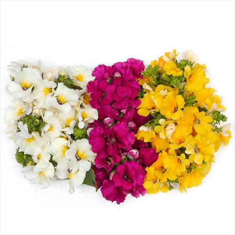 photo of flower to be used as: Basket / Pot 3 Combo Confetti Garden Angelart Angel Cherry Clouds