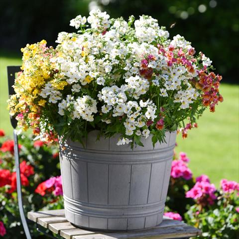 photo of flower to be used as: Basket / Pot 3 Combo Confetti Garden Angelart Angel Peschy Clouds