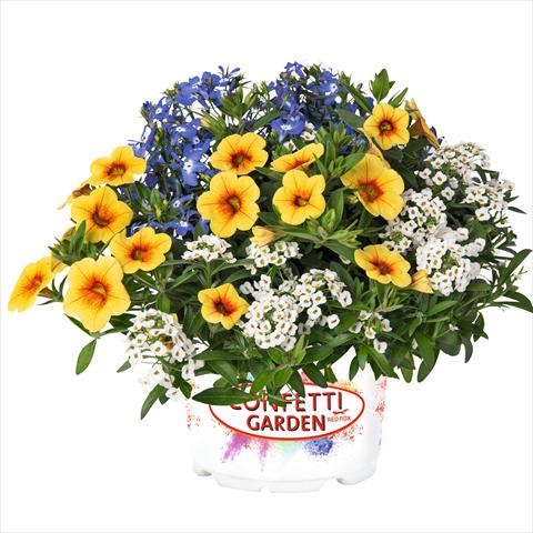 photo of flower to be used as: Basket / Pot 3 Combo Confetti Garden Yolo Glossy Spring