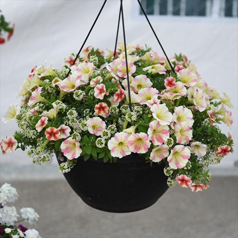 photo of flower to be used as: Basket / Pot 3 Combo Confetti Garden Yolo Glossy Sunset