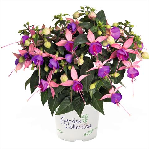 photo of flower to be used as: Basket / Pot Fuchsia hybrida Arêtes Belfort