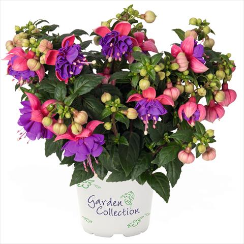 photo of flower to be used as: Basket / Pot Fuchsia hybrida Fuchsia Arêtes Colmar