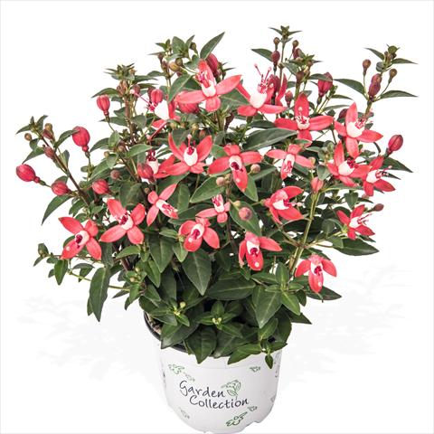 photo of flower to be used as: Pot and bedding Fuchsia hybrida Arêtes Upright City Lights
