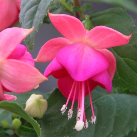 photo of flower to be used as: Basket / Pot Fuchsia hybrida Classica Force Tarbes
