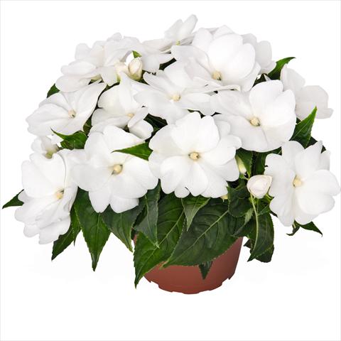 photo of flower to be used as: Bedding pot or basket Impatiens N. Guinea Magnum Clear White