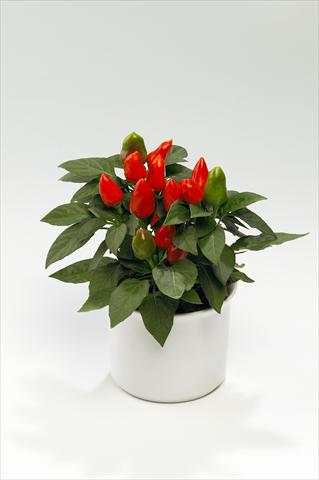 photo of flower to be used as: Basket / Pot Capsicum annuum Tango Deep Orange