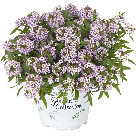 photo of flower to be used as: Pot Lobularia maritima Yolo Top lavender