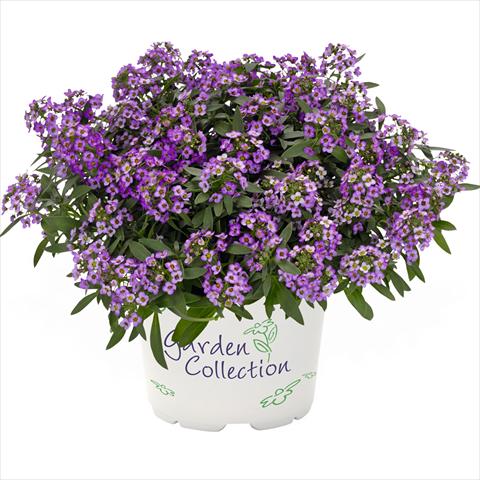 photo of flower to be used as: Pot Lobularia maritima Yolo Top Purple