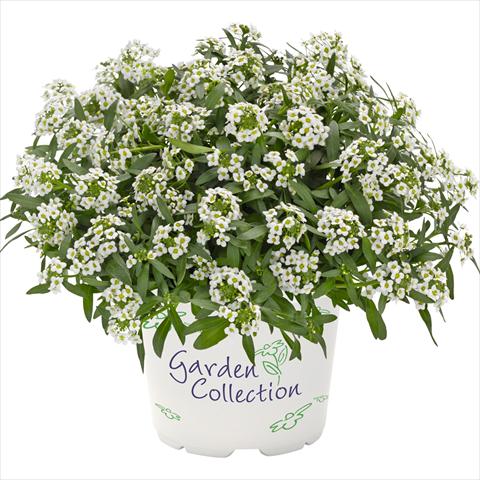 photo of flower to be used as: Pot Lobularia maritima Yolo Top White