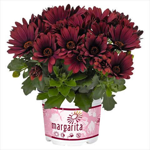 photo of flower to be used as: Pot Osteospermum Margarita Rioja Red