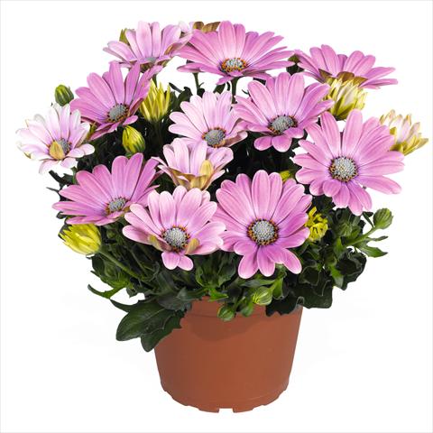 photo of flower to be used as: Pot Osteospermum Smoothies Soft Pink