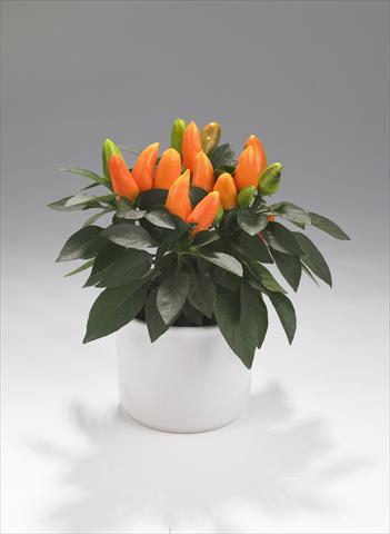 photo of flower to be used as: Basket / Pot Capsicum annuum Tango Light Orange