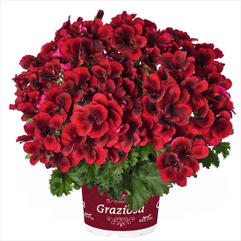 photo of flower to be used as: Pot Pelargonium crispum Regal Graziosa Red
