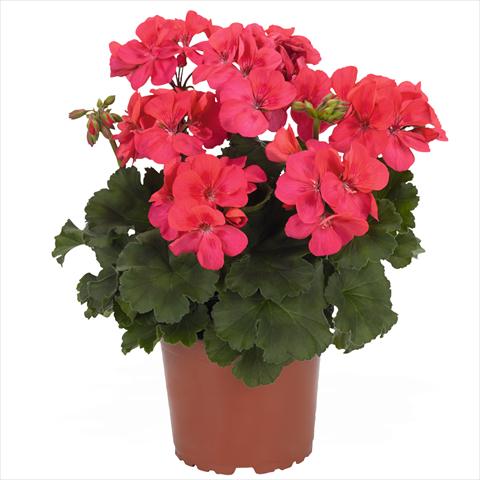 photo of flower to be used as: Pot Pelargonium zonale Candy Idols Neon