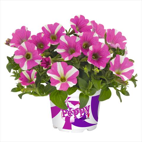photo of flower to be used as: Basket / Pot Petunia hybrida Peppy Pink