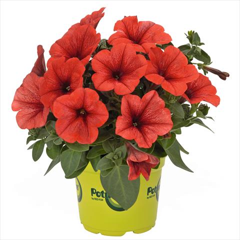 photo of flower to be used as: Basket / Pot Petunia hybrida Potunia Bright Orange