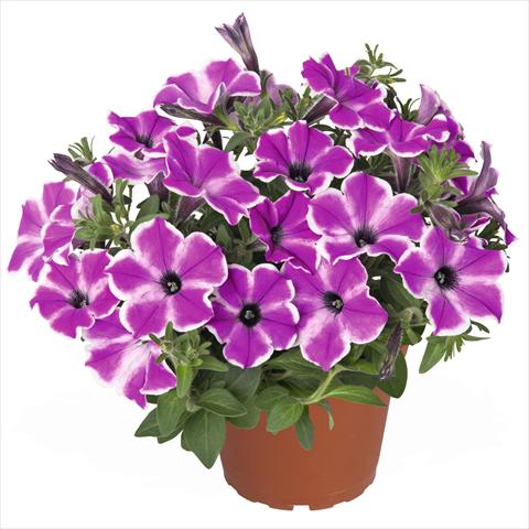 photo of flower to be used as: Basket / Pot Petunia hybrida Surprise Purple Dance