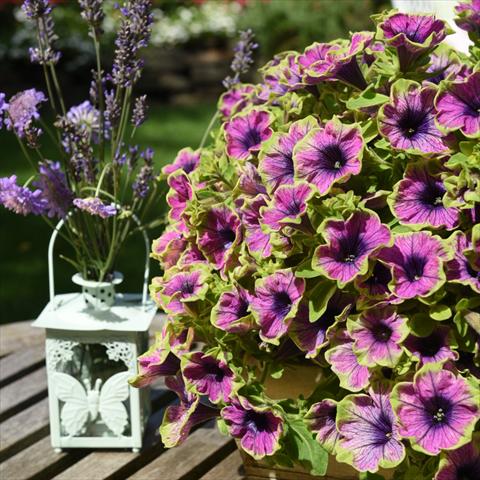 photo of flower to be used as: Basket / Pot Petunia hybrida Sweetunia Green Tambourine