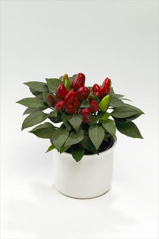 photo of flower to be used as: Basket / Pot Capsicum annuum Tango Red