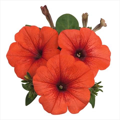 photo of flower to be used as: Basket / Pot Petunia hybrida Sweetunia Orange Flash