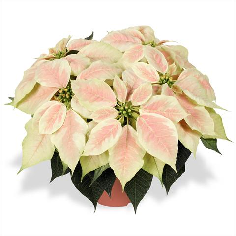 photo of flower to be used as: Pot Poinsettia - Euphorbia pulcherrima Red Fox Families Infinity Marble