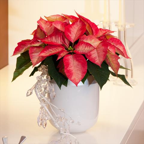 photo of flower to be used as: Pot Poinsettia - Euphorbia pulcherrima Red Fox Families Premum Ice Crystal