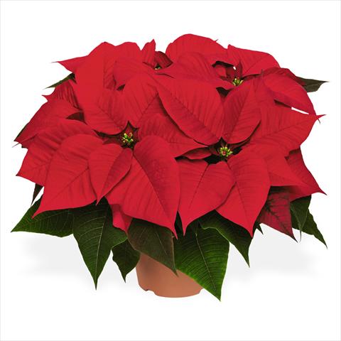 photo of flower to be used as: Pot Poinsettia - Euphorbia pulcherrima Red Fox Special Red Cosmo Red