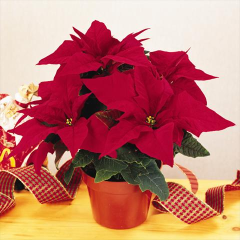 photo of flower to be used as: Pot Poinsettia - Euphorbia pulcherrima RED FOX Specialities Programm Jester Red