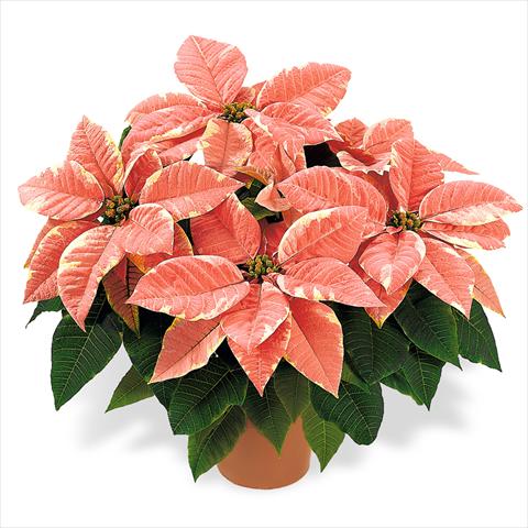 photo of flower to be used as: Pot Poinsettia - Euphorbia pulcherrima RED FOX Specialities-Programm Marblestrar