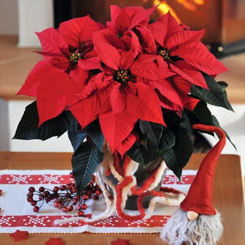 photo of flower to be used as: Pot Poinsettia - Euphorbia pulcherrima Red Fox Special Red Bravo Bright Red