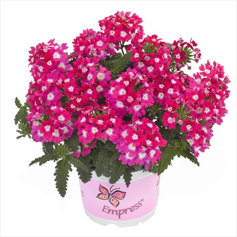 photo of flower to be used as: Basket / Pot Verbena hybrida Empress Flair Cherry Charme