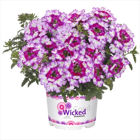 photo of flower to be used as: Basket / Pot Verbena hybrida Wicked Beauty Burgundy