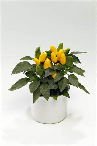 photo of flower to be used as: Basket / Pot Capsicum annuum Tango Yellow